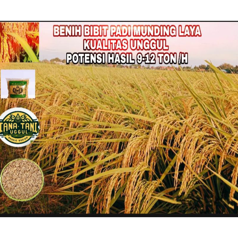 COD BENIH BIBIT PADI MUNDING LAYA SUPER UNGGUL 1KG
