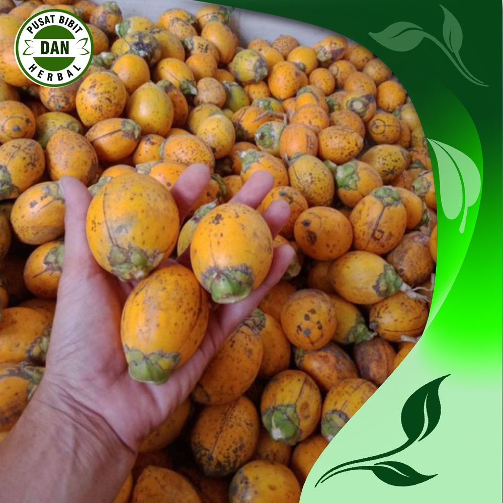 

Buah pinang jambe tua mateng untuk obat herbal alami 1 kg