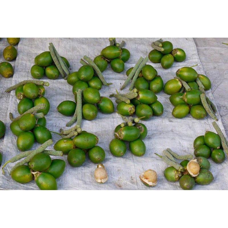

buah pinang segar harga murah isi satu