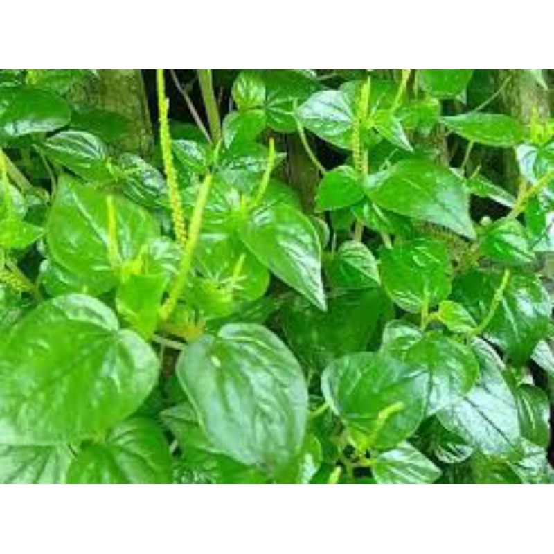 

sirih cina/tumpang air/segar 100g