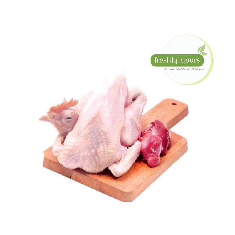 

AYAM KAMPUNG 1 EKOR FRESH BERSIH AYAM JAWA AYAM LOKAL