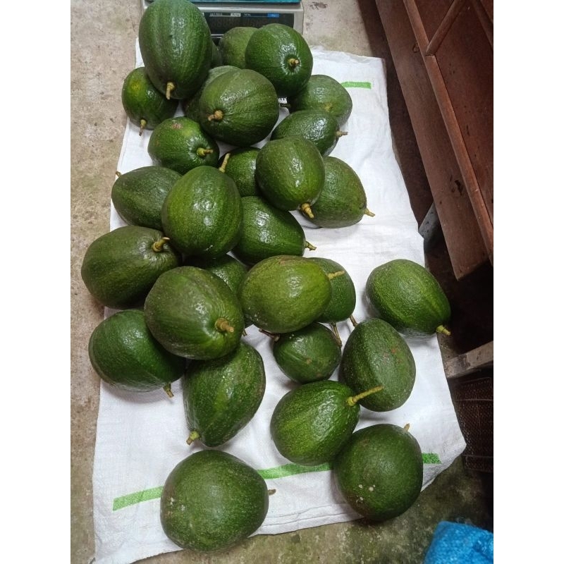 

BUAH ALPUKAT MENTEGA