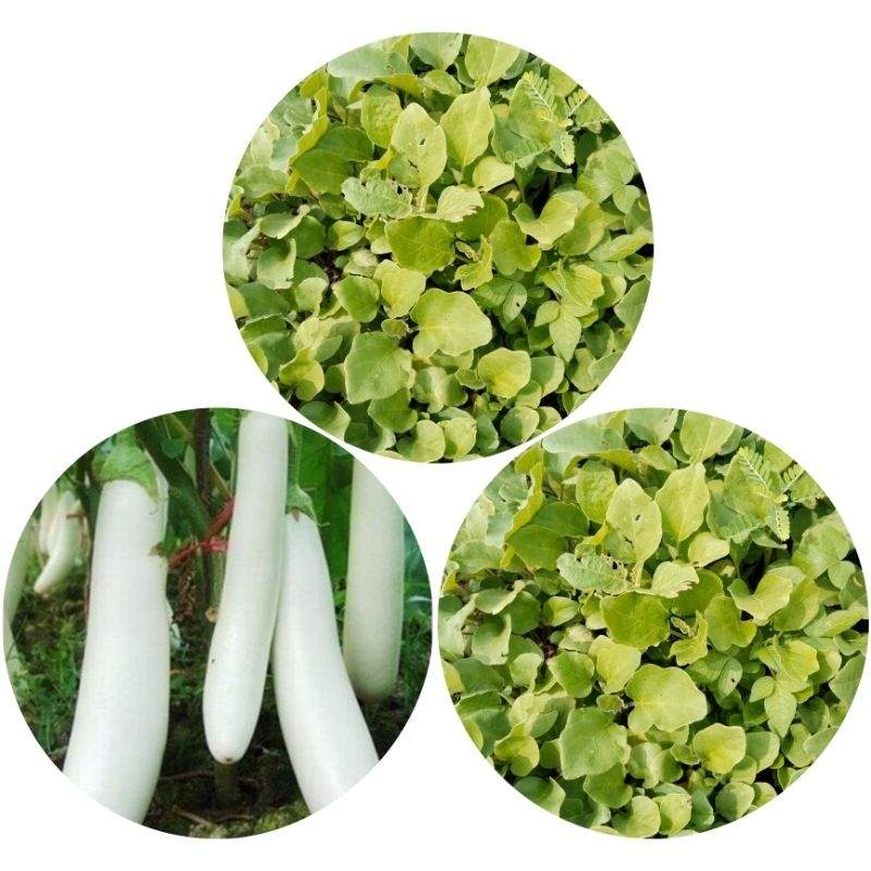 

20 batang benih terong putih SIAP TANAM