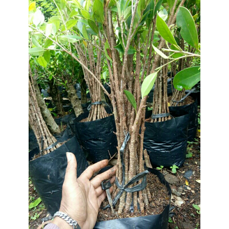 bibit kimeng paket hemat isi 10 pohon