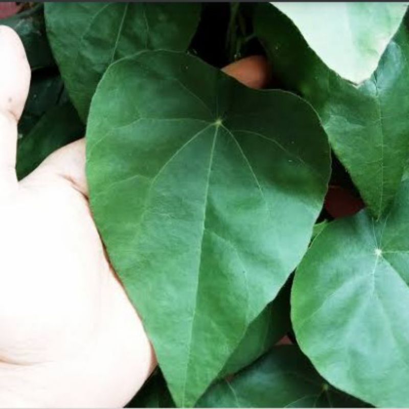 

Daun cincau rambat bulu segar 100grm