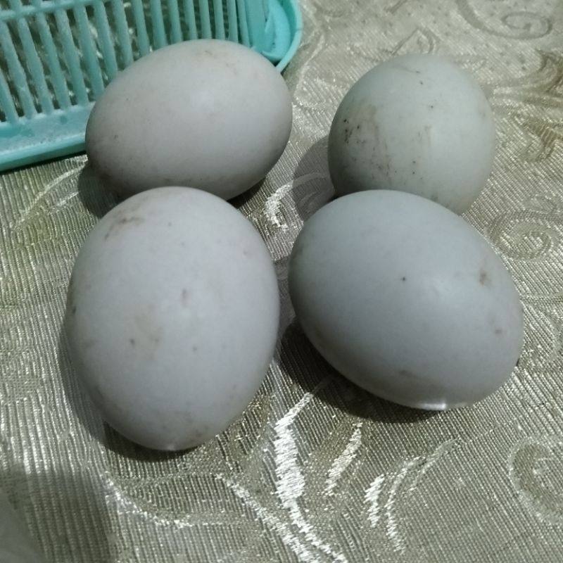 

TELOR BEBEK MENTAH SATUAN