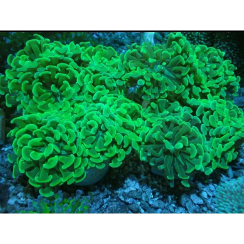 Coral Karang Kuku Siwalan Cabang Gold List Kuning