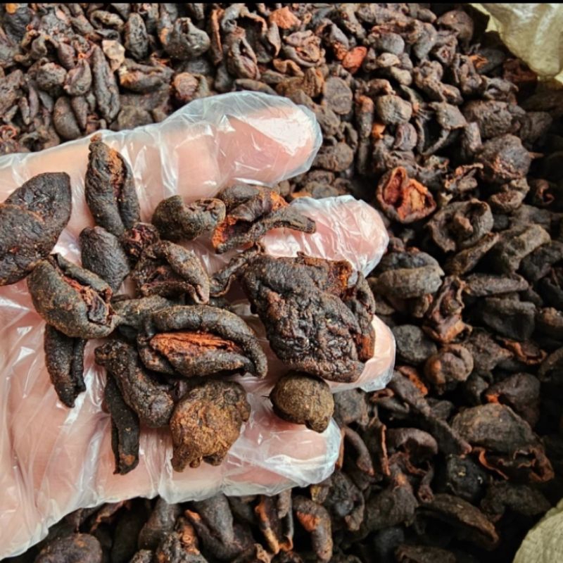 

Asem Kandis Asli Asam Gandis Rempah Herbal