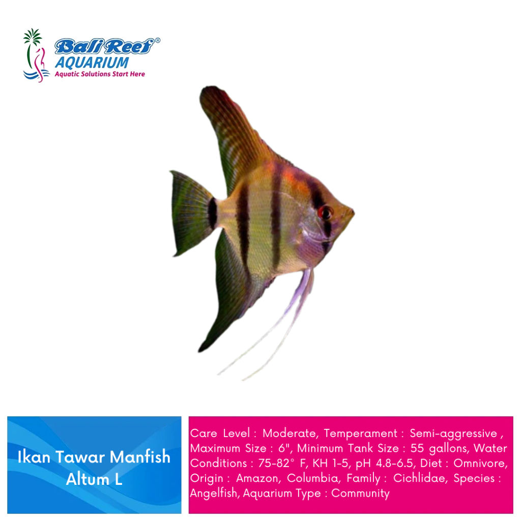 Ikan Hias Air Tawar Manfish Altum Large Ikan Angelfish Large Hiasan Aquascape