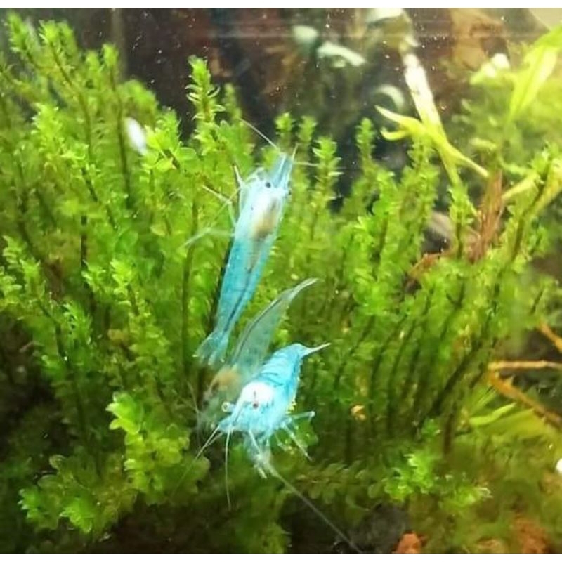 

udang Hias blue poll isi 25 e