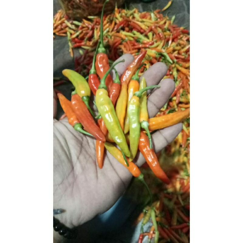 Cabai rawit merah 1kg