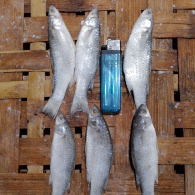 

Promo.Ikan.Belanak.500gram.Bonus.ikan.Asin.lain