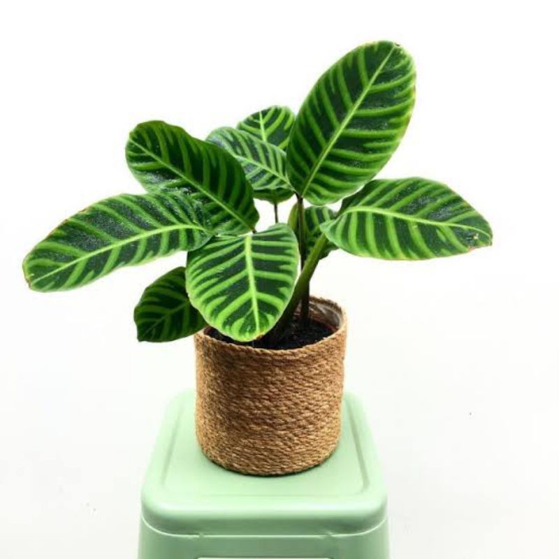 Tanaman hias calathea zebrina - calathea zebrina