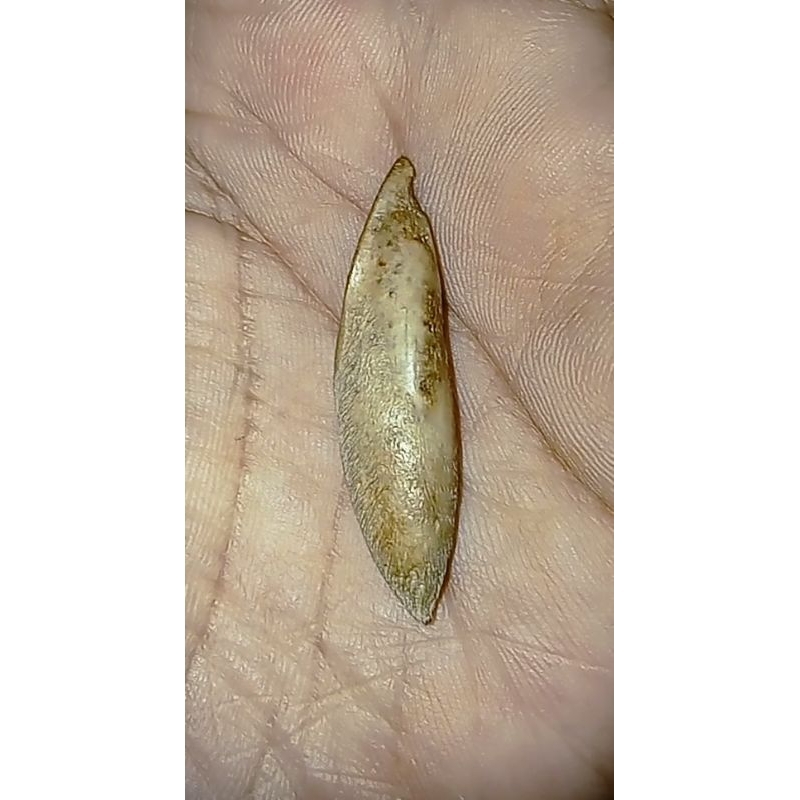 MUSTIKA IKAN