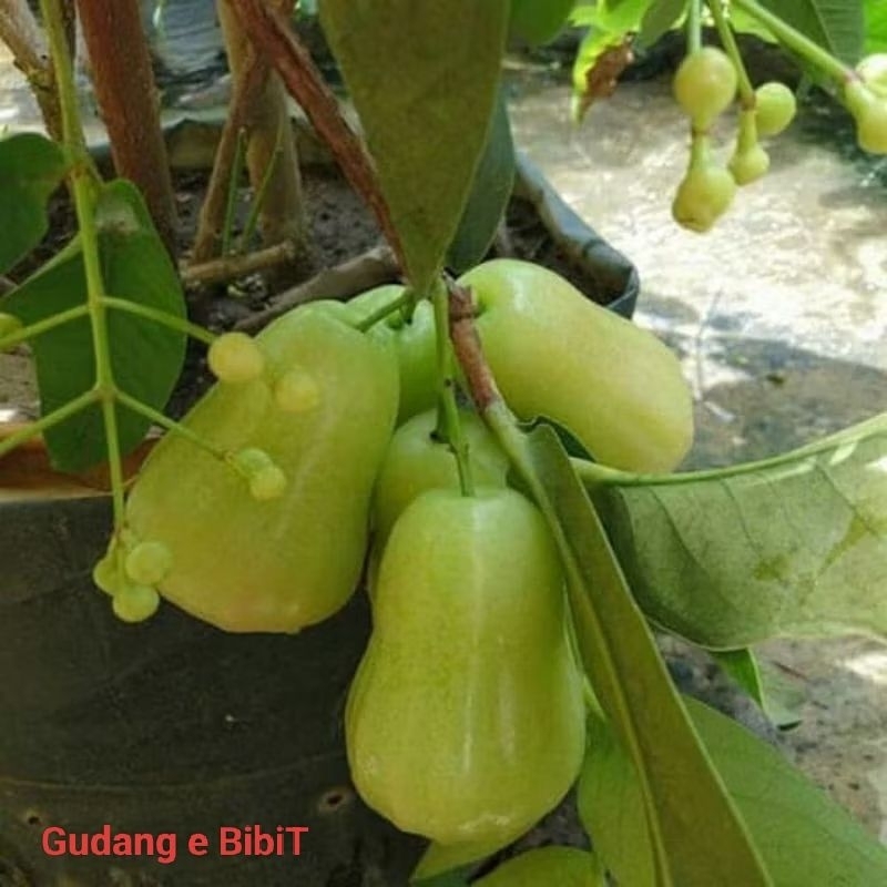 Indukan Jambu Air Varigata | Jambu Madu Deli Varigata Sudah Sering Berbuah