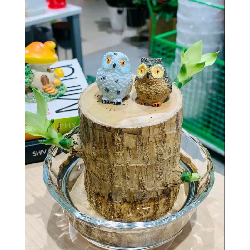 BRAZILIAN WOOD BAHAN BONSAI