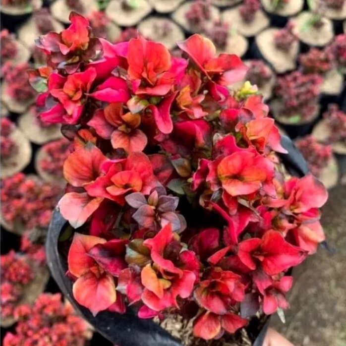 Tanaman Hias Krokot Mawar Merah mini - Tanaman Hias Daun Krokot mawar Mini