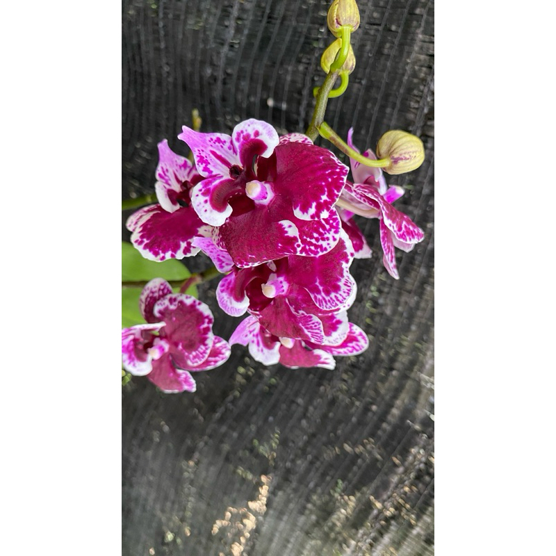 Angbul Mini Berbunga