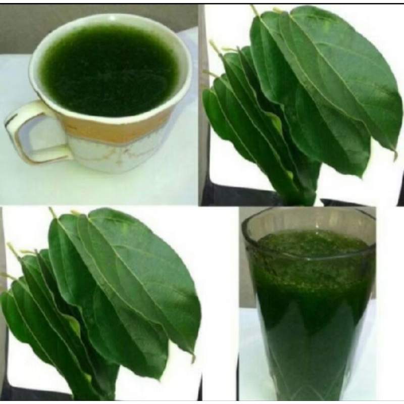 

daun cincau/daun kipanas/cincau cina herbal alami berkhasiat 500 gram