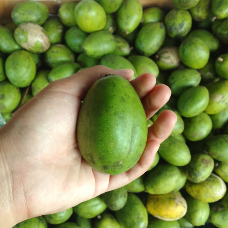 

Buah kedongdong