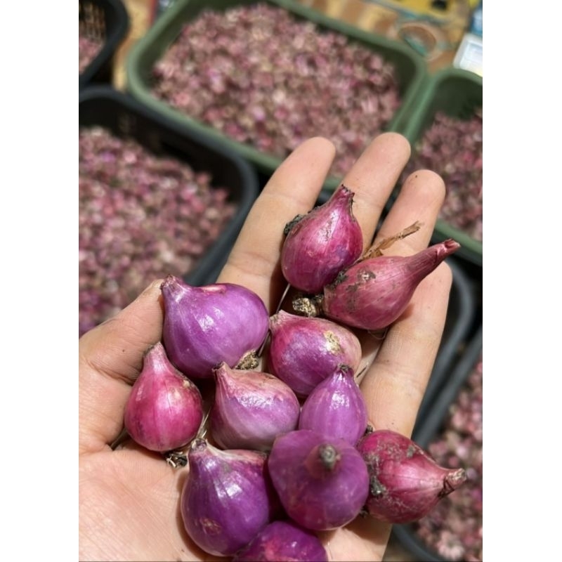 

bamer lokal (sedang)