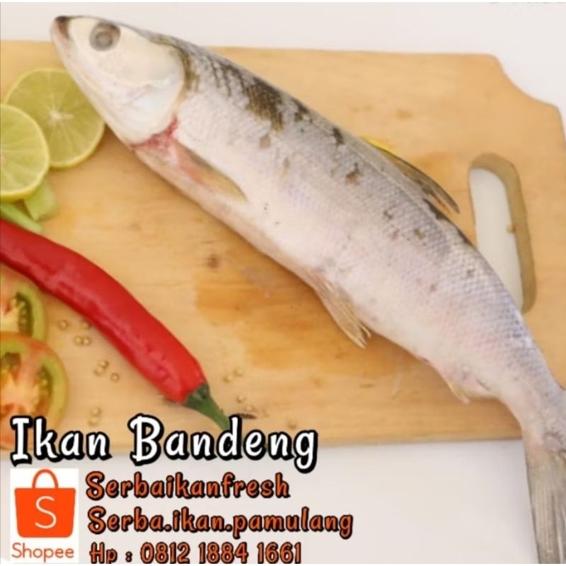 

BANDENG SEGAR MURAH 900gr-1kg (SIP)
