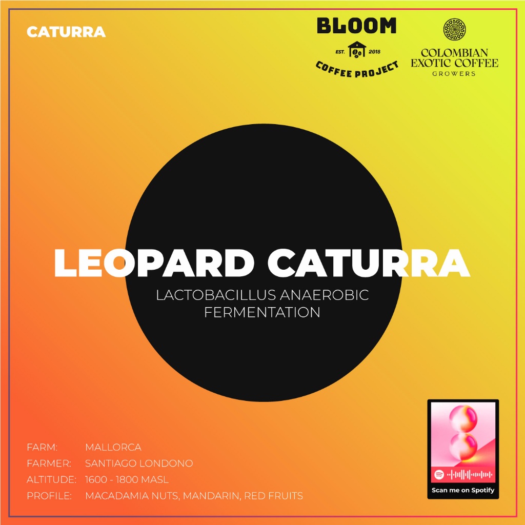

Biji Kopi Colombia CEC - Leopard Caturra - Lactobacillus Anarobic