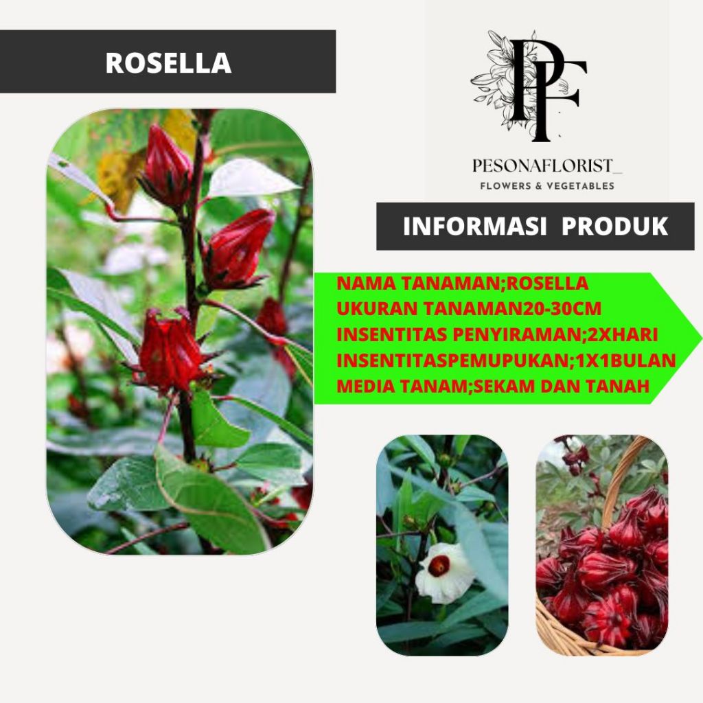 Tanaman hias bunga Rosella - bibit tanaman hias - teh Rosela -bibit hidup bukan biji-bijian