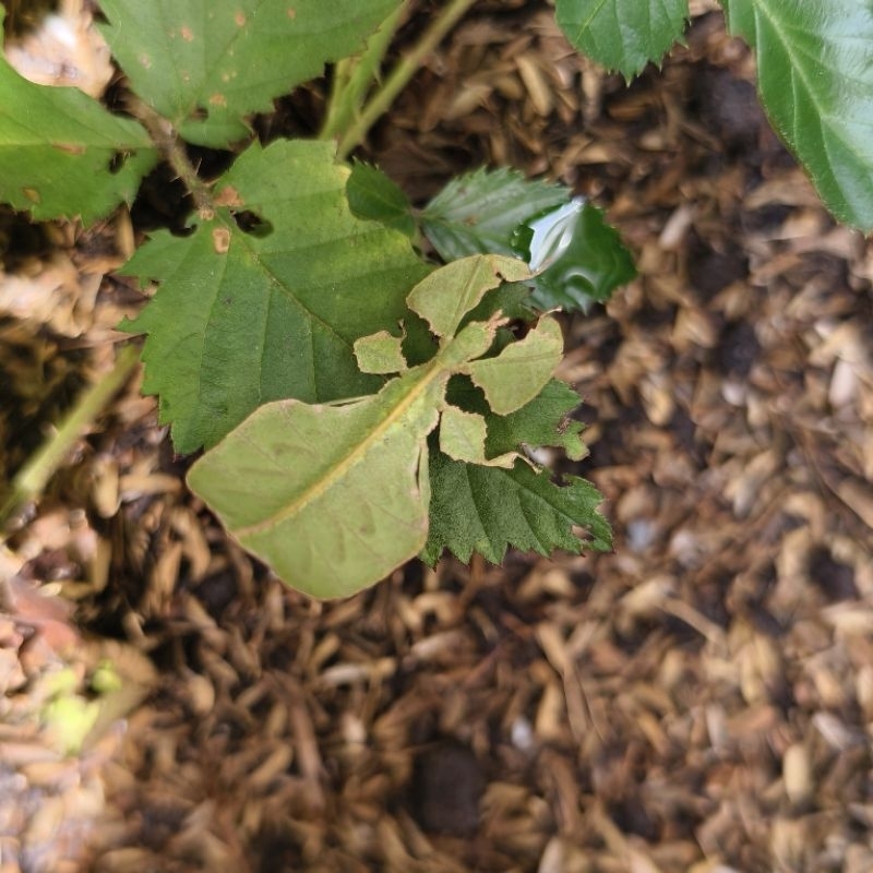 belalang daun ukuran kecil random