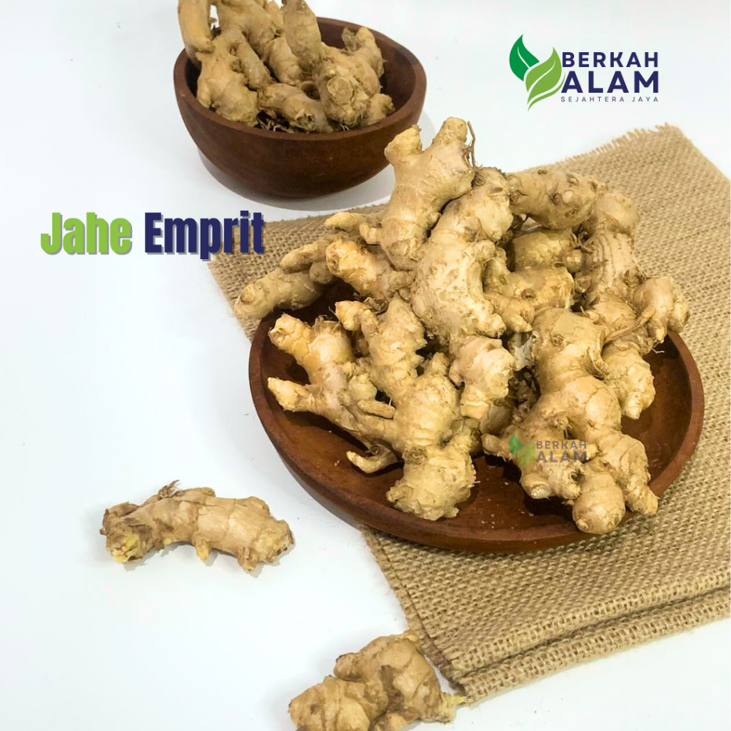 

Grosir 20 Kg Jahe Emprit Jahe Emprit Pedas Jahe Super Berkah Alam Sejahtera Jaya
