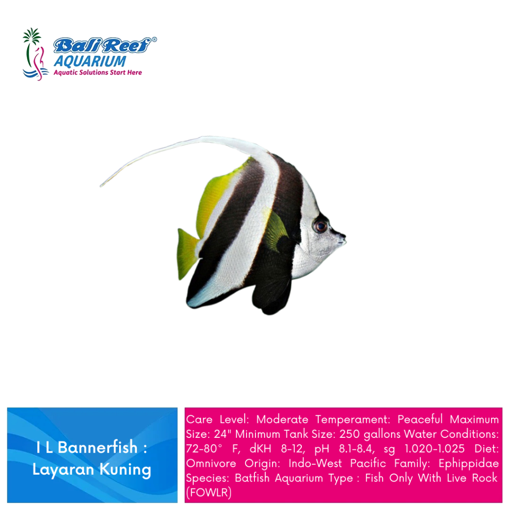 Ikan Hias Air Laut banner Fish Layaran Kuning Hiasan Aquarium