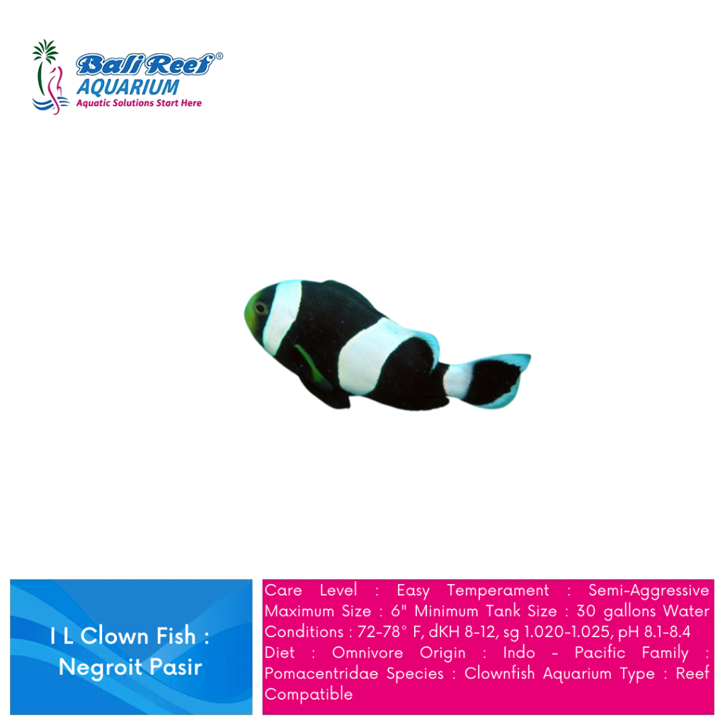 Ikan Hias Air Laut Saddleback Clown Giro Negro