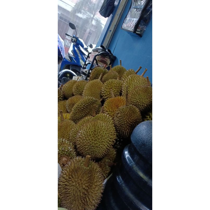 

Durian Buah-Durian Lokal Mataraman