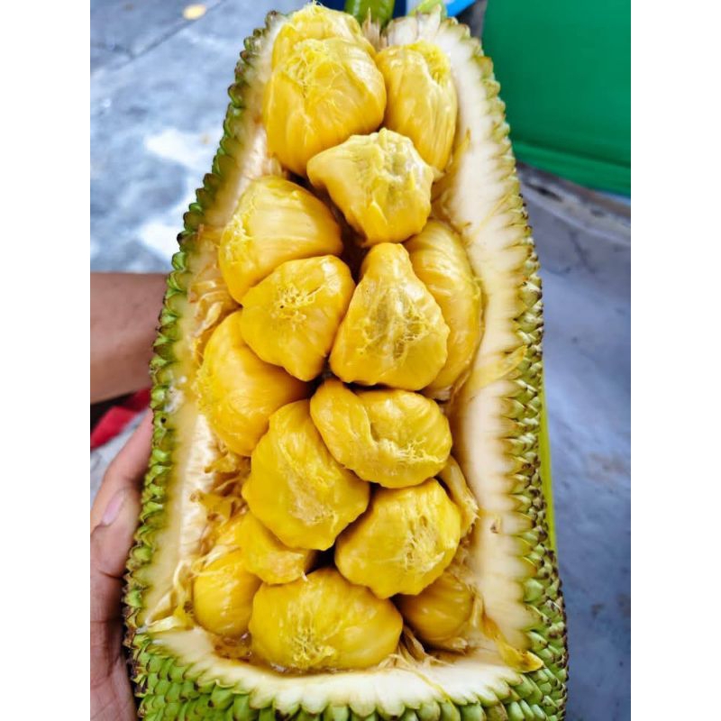 

Cempedak