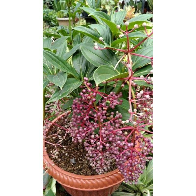 Tanaman hias parijoto / tanaman buah parijoto / tanaman herbal