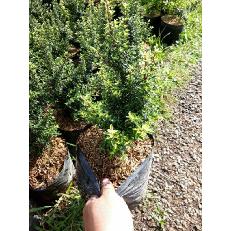 Tanaman Seribu bintang / serissa foetida