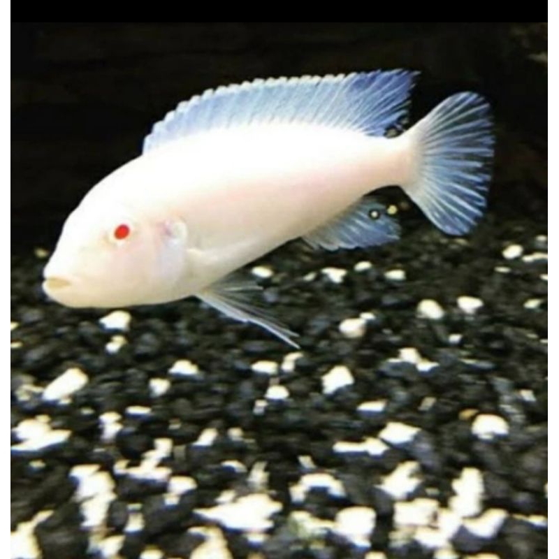 

HIASAN AQUARIUM/SNOW WHITE