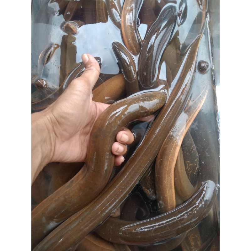 

BELUT JUMBO per ekor 5 ons up