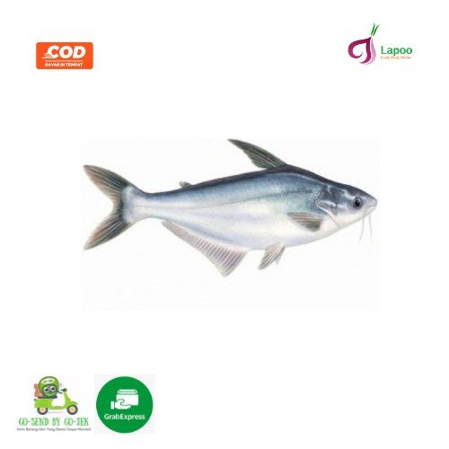 

Ikan Patin Potong Segar 500gr
