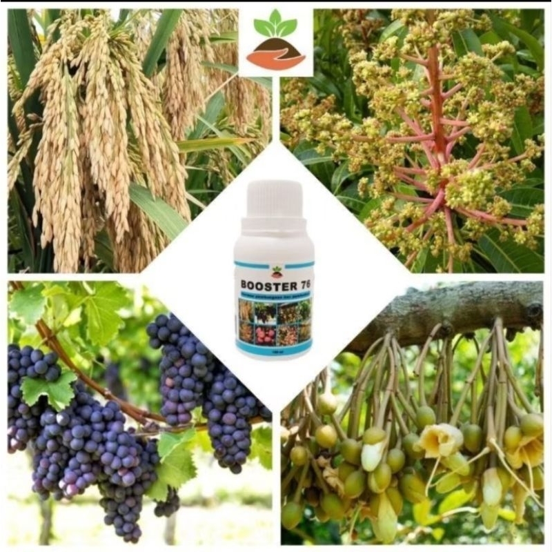 promo boster 76 hormon pembungaan dan pembuahan / boster 76 pertanian dan perkebunan