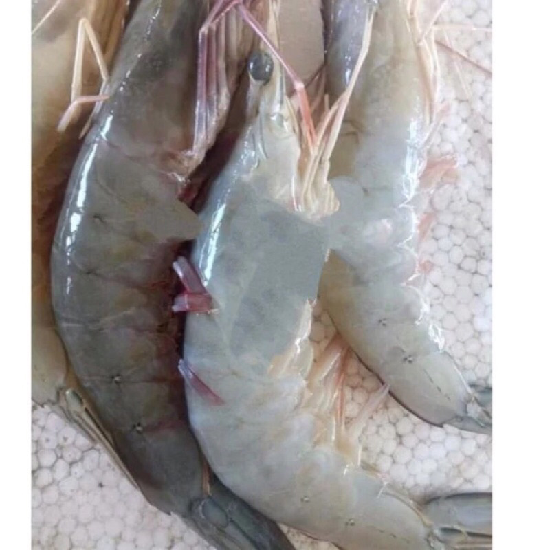 

Udang Peci / Udang Harian 1Kg Fresh Frozen Kwalitas Terbaik BERGARANSI