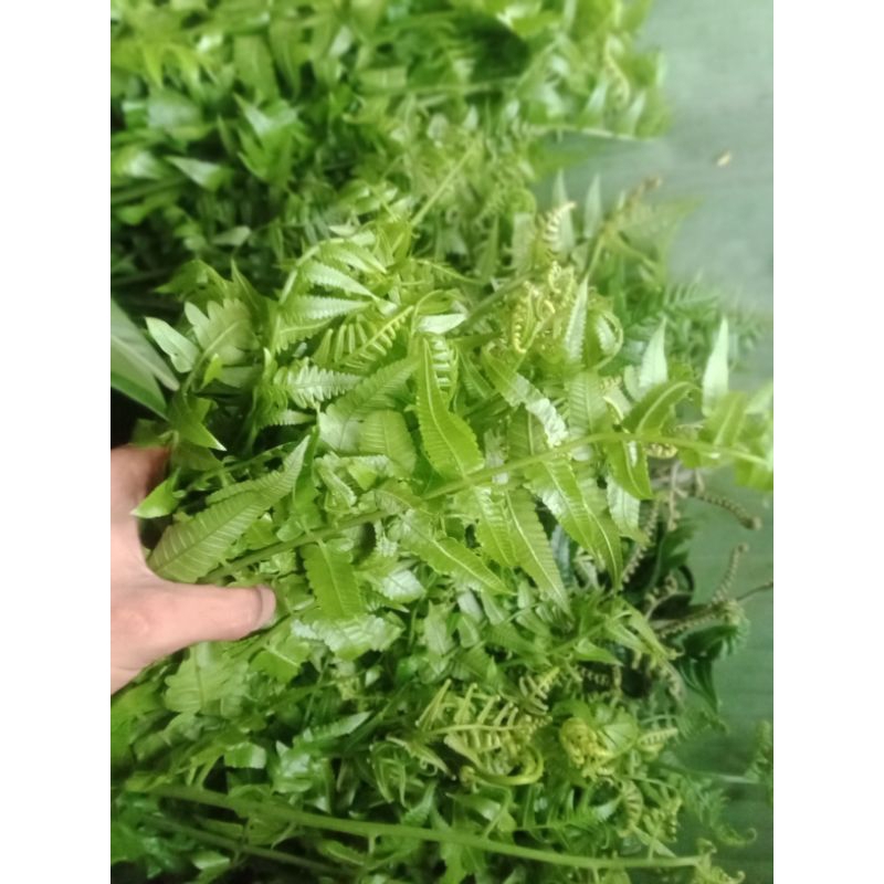 

( Termurah ) Pakis Sayur Segar 500 gram