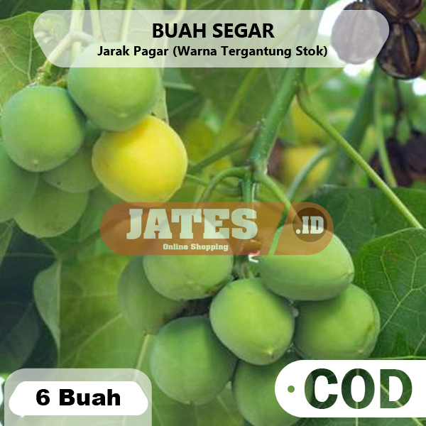 

Buah Jarak Pagar Segar 6 Buah