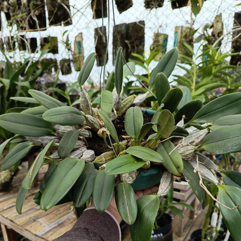 Anggrek Agregatum