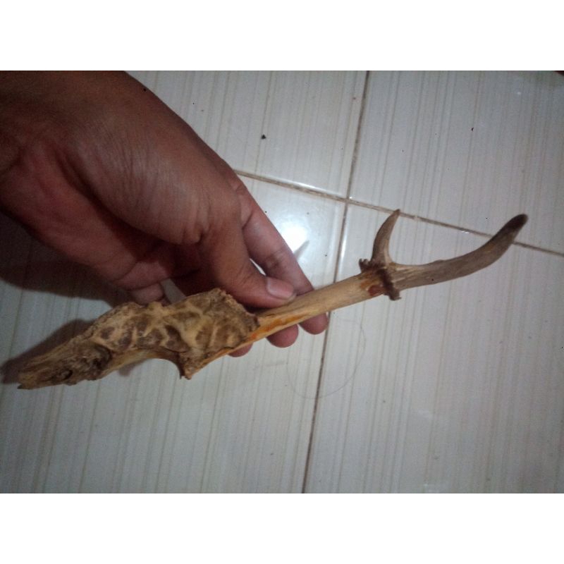 tanduk rusa asli bahan pipa once