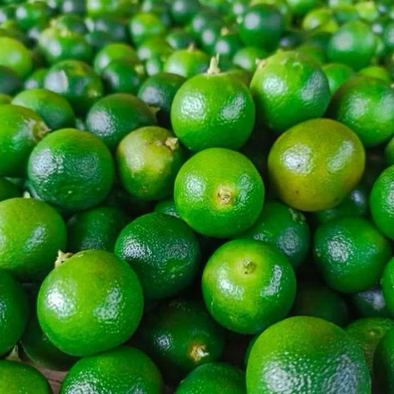 

JERUK SONGKIT / JERUK LEMONCUI / JERUK KASTURI / JERUK KUNCI / JERUK KIT