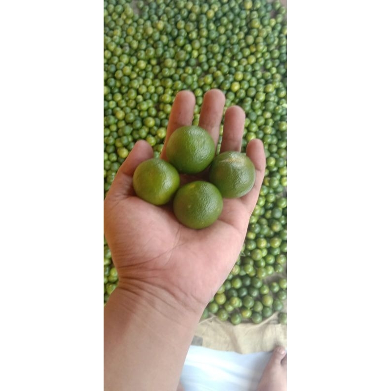 

jeruk songkit, lemon cui, jeruk kasturi 1kg