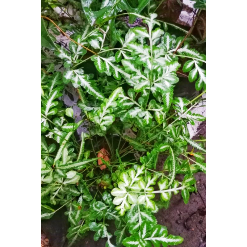 PAKIS CENDRAWASIH PAPUA