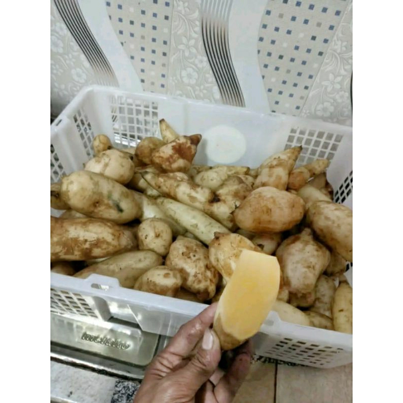

1KG Umbi Yacon Viral Grade Sedang-Kecil (Smallanthus Sonchifolius) Asli Wonosobo