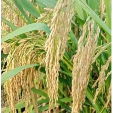 BENIH PADI INPARI 32 PREMIUM JUMBO kemasan 20kg